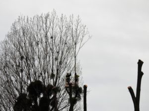 Rzeź drzew na ul. Hallera w Opolu