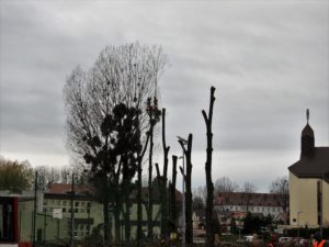 Rzeź drzew na ul. Hallera w Opolu