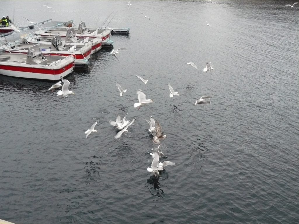 Pocztówka z Norwegii. Polowanie na wielką rybę. Hitra &#8211; bazą morskiego wędkarstwa.