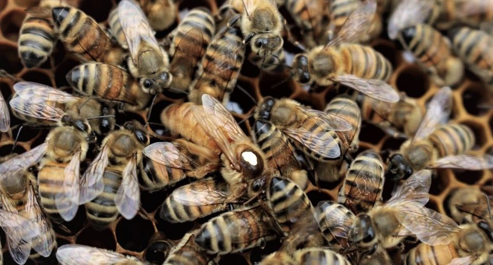 Pszczoły budzą się do życia