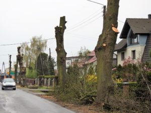 Powiększył Opole, by móc wyrżnąć wiejskie drzewa&#8230;