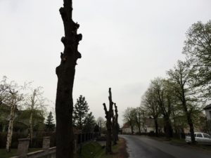 Powiększył Opole, by móc wyrżnąć wiejskie drzewa&#8230;