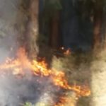 Pożar lasu w Kup [ZDJĘCIA]