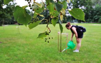 Piknikowe drzewa rosną jak na drożdżach Piknikowe drzewa rosną jak na drożdżach