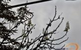 Najlepsze kasztany są&#8230; zdrowe. W Opolu znów kwitną