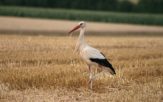 Bocianów już nie ma. Odleciały aż dwa tygodnie wcześniej