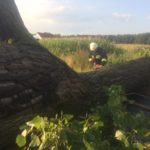 Przewrócone drzewo na Kabachach [ZDJĘCIA]