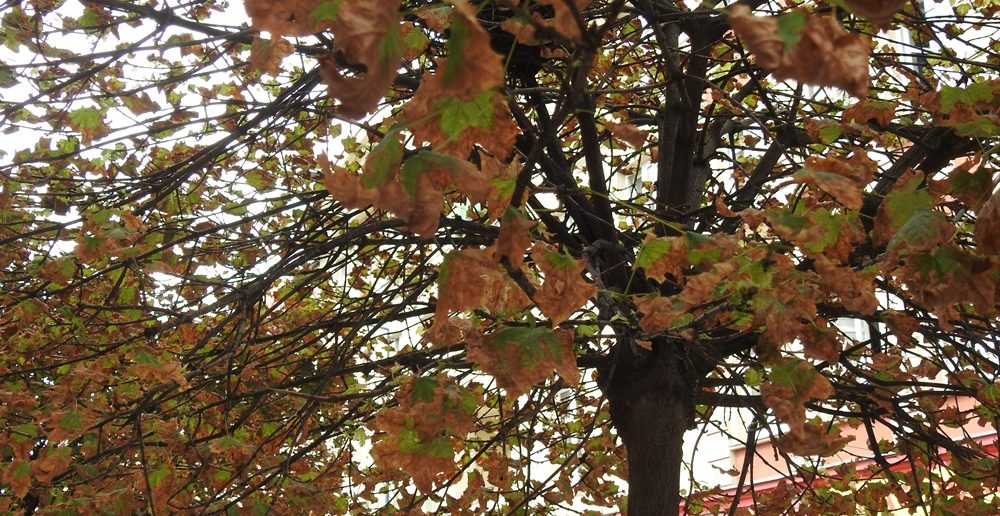 Schną drzewa w ścisłym centrum Opola