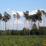 Czy wycinka lasów jest konieczna?