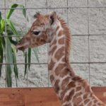 Żyrafka urodziła się w opolskim zoo. Maleństwo jest bardzo ciekawskie! [WIDEO, ZDJĘCIA]