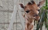 Żyrafka urodziła się w opolskim zoo. Maleństwo jest bardzo ciekawskie! [WIDEO, ZDJĘCIA]