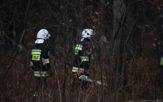 Przewrócone drzewo w Dobrzeniu Wielkim. Strażaków wezwała policja [ZDJĘCIA]