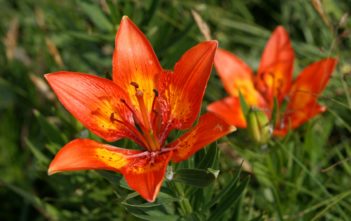 Bezpłatne warsztaty florystyczne Bezpłatne warsztaty florystyczne