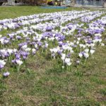 Guerilla Gardening Opole &#8211; idzie wiosna