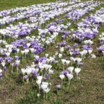 Guerilla Gardening Opole &#8211; idzie wiosna