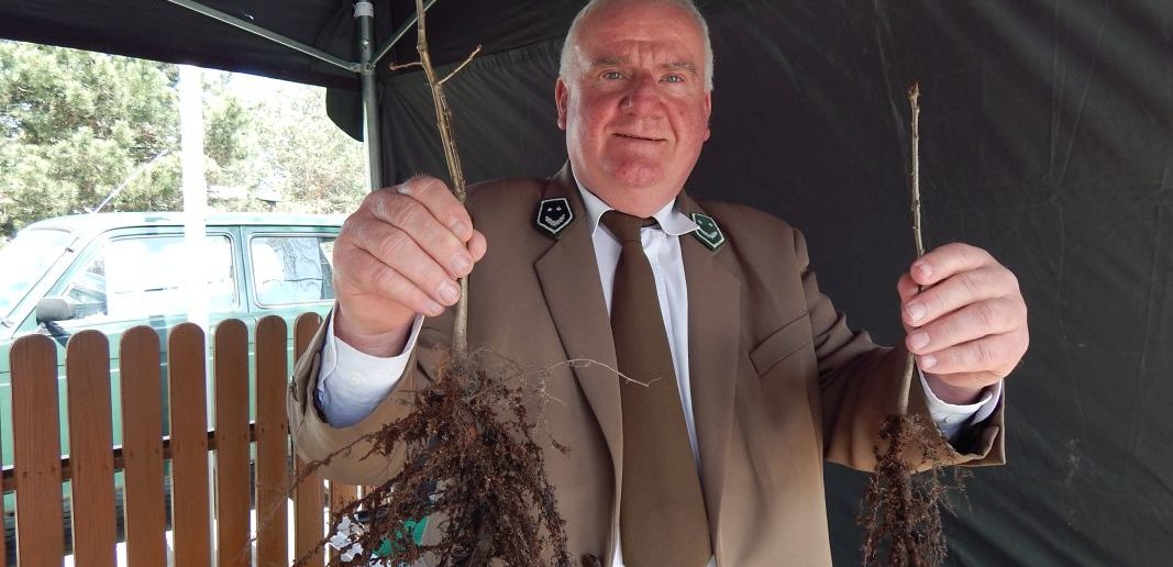 Narodowe sadzenie lasu 2019. Leśnicy z Opola rozdali 250 sadzonek dębu!