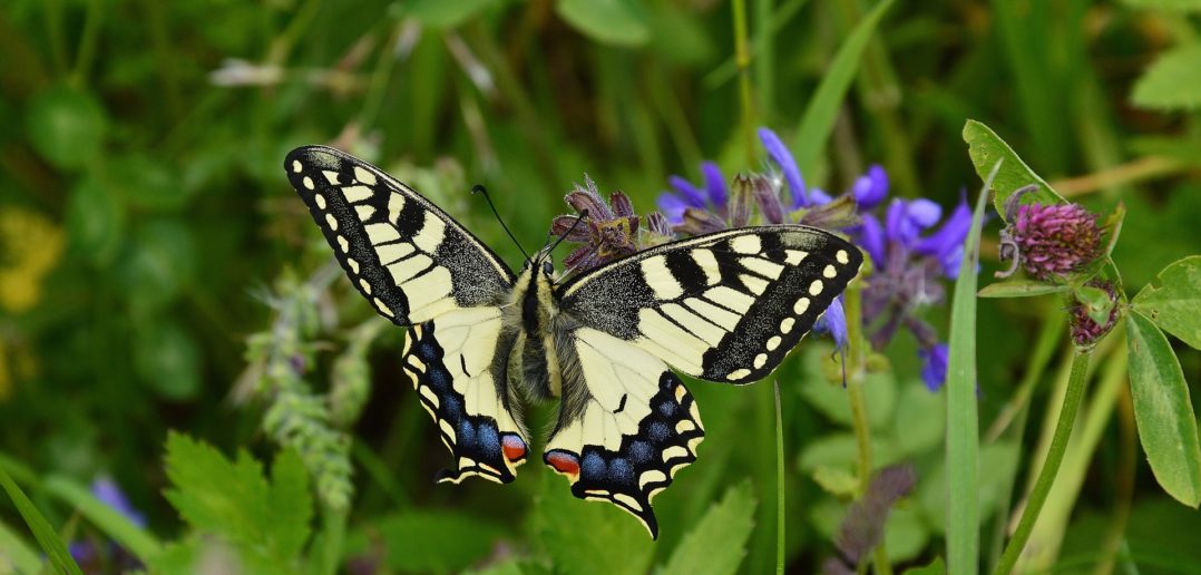 Poznaj świat owadów &#8211; warsztaty entomologiczne w Stobrawskim Parku Krajobarzowym