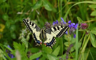 Stobrawski Park Krajobrazowy. Zapraszamy na warsztaty entomologiczne