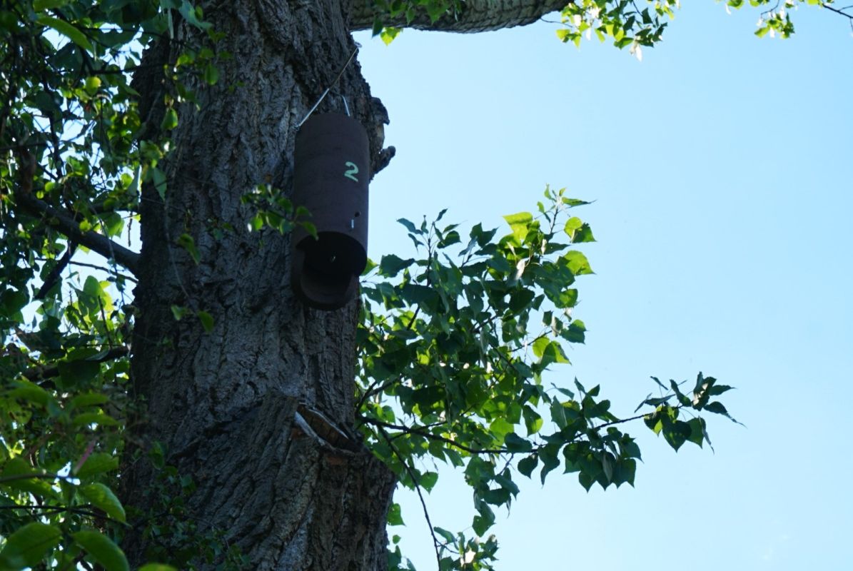 Nowe budki dla nietoperzy w Opolu. Dlaczego są potrzebne? [ZDJĘCIA]