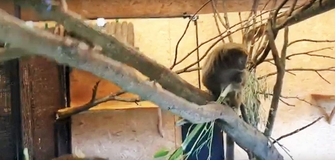 Lemur bandro z Madagaskaru urodził się w opolskim zoo [WIDEO]