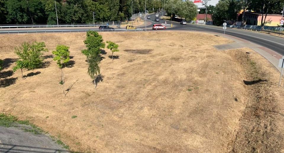 Nasadzenia w Opolu. Ile drzew przybyło, jak zmieni się zieleń miejska?