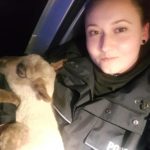 Zabłąkana owieczka w asyście policji wróciła do stada