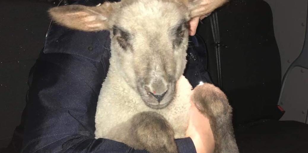 Zabłąkana owieczka w asyście policji wróciła do stada