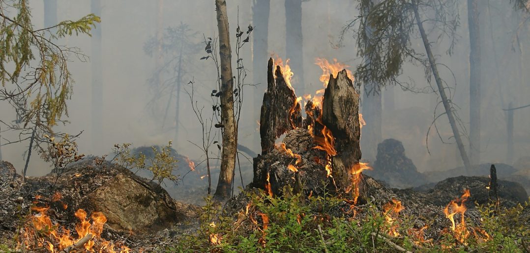 Pożar lasu w Kup. Pali się poszycie leśne