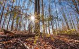 Koronawirus. Wprowadzono tymczasowy zakaz wstępu do lasów
