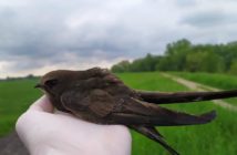 Opole. Miasto kupi kolejne budki dla jerzyków