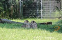 Opole. Miejskie atrakcje za darmo w sierpniu