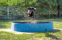 Zwierzęta. Fioletowy Pies pomaga i potrzebuje pomocy