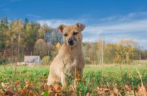 Zwierzęta. Fioletowy Pies pomaga i potrzebuje pomocy