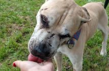 Znęcał się nad psem ze szczególnym okrucieństwem. Oprawca Jogiego w areszcie