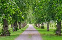 Karłowice. Odnowią dawną aleję ks. Jana Dzierżona