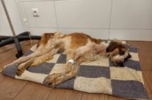 Psie piekło w pseudohodowli pod Brzegiem