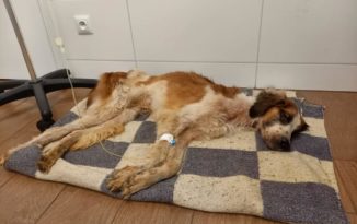 Psie piekło w pseudohodowli pod Brzegiem Psie piekło w pseudohodowli pod Brzegiem