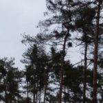 10 hektarów opolskich lasów do wycinki
