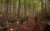 V Opolski Marsz Nordic Walking w Suchym Borze już w sobotę