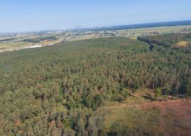 10 hektarów opolskich lasów do wycinki