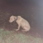 Psy w pseudohodowlach przeżywają piekło. Kolejna interwencja TOZ Opole