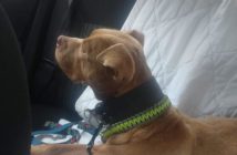 Psy w pseudohodowlach przeżywają piekło. Kolejna interwencja opolskiego TOZ