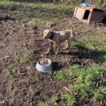 Psy w pseudohodowlach przeżywają piekło. Kolejna interwencja TOZ Opole