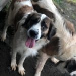 „Moskale” wyrwane z psiego piekła pod Brzegiem szukają domów