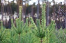 Daj choince drugie życie po świętach