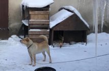 Mróz to wyrok dla psów na łańcuchach i bezdomnych kotów