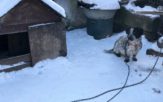 Mróz jest śmiertelnym zagrożeniem nie tylko dla ludzi, ale i dla zwierząt
