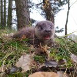 Łubniany. Z azylu dla dzikich zwierząt zniknęła niewidoma wydra