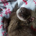 Łubniany. Z azylu dla dzikich zwierząt zniknęła niewidoma wydra