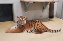 Po blisko 25 latach do opolskiego zoo powrócił tygrys